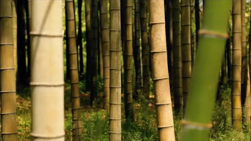 The Smart Science Behind Bamboo Boxer Briefs for Temperature Control