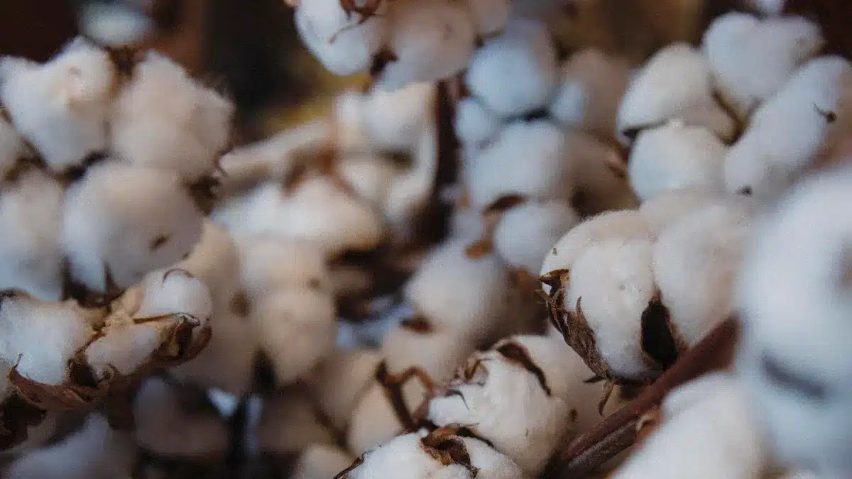 What Is Organic Cotton